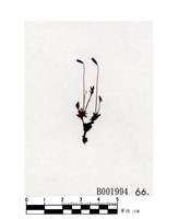 藏品(比拉真苔)的圖片
